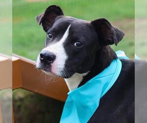 Mutt Dogs for adoption in San Antonio, TX, USA