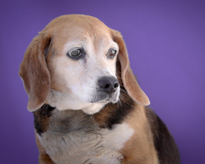 Beagle Dogs for adoption in Pasadena, CA, USA