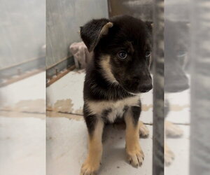 German Shepherd Dog Dogs for adoption in Conroe, TX, USA