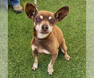 Chihuahua Dogs for adoption in Camarillo, CA, USA