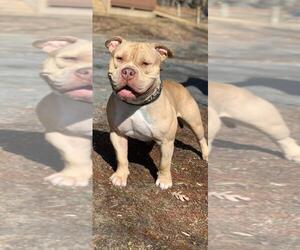 Bullypit Dogs for adoption in Spring Lake, NJ, USA