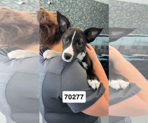 Australian Kelpie-Unknown Mix Dogs for adoption in Chico, CA, USA