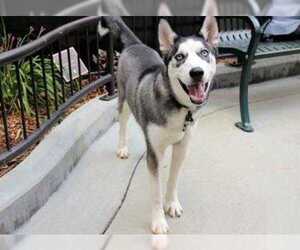 Medium Photo #1 Alaskan Husky Puppy For Sale in Chicago, IL, USA