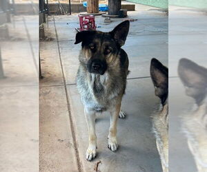German Shepherd Dog Dogs for adoption in HESPERIA, CA, USA