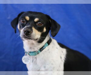 Toy Rat Doxie Dogs for adoption in Wakefield, RI, USA