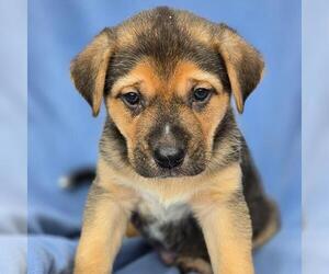 Labrador Retriever-Unknown Mix Dogs for adoption in San Diego, CA, USA