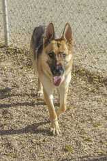 German Shepherd Dog Dogs for adoption in Rock Springs, WY, USA