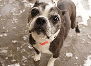 Boston Terrier Dogs for adoption in Denver, CO, USA