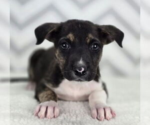American Pit Bull Terrier-Labrador Retriever Mix Dogs for adoption in Lakewood, CO, USA