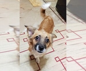 Papshund Dogs for adoption in Fredericksburg, VA, USA