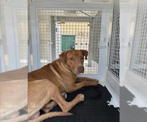 Labrador Retriever-Unknown Mix Dogs for adoption in San Bernardino, CA, USA