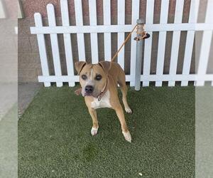 American Pit Bull Terrier Dogs for adoption in Modesto, CA, USA
