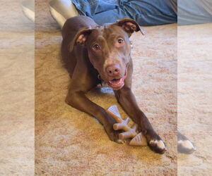 Labrador Retriever-Unknown Mix Dogs for adoption in Minneapolis, MN, USA