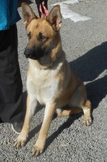 Medium Photo #1 German Shepherd Dog Puppy For Sale in Yucaipa, CA, USA