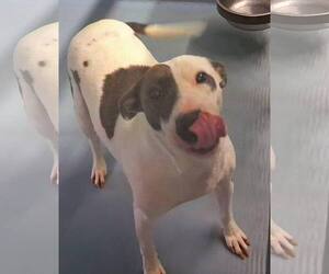 Mutt Dogs for adoption in Sheboygan, WI, USA