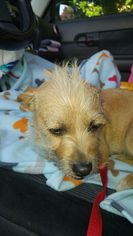 Dachshund-Unknown Mix Dogs for adoption in Arlington, WA, USA