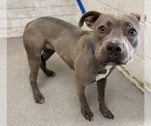 American Pit Bull Terrier Dogs for adoption in San Bernardino, CA, USA