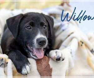 Labrador Retriever-Unknown Mix Dogs for adoption in Palatine/Kildeer/Buffalo grove, IL, USA