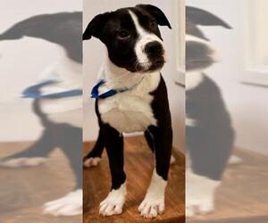 Great Dane-Unknown Mix Dogs for adoption in Brewster, MA, USA