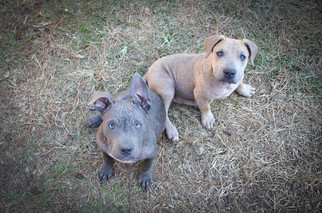 Small American Pit Bull Terrier-Chinese Shar-Pei Mix