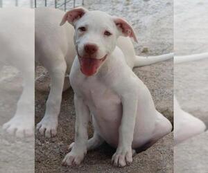 American Bulldog Dogs for adoption in Eureka Springs, AR, USA