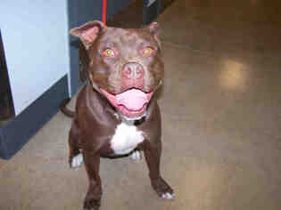 Bullboxer Pit Dogs for adoption in Norman, OK, USA