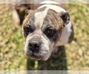 Mutt Dogs for adoption in Tulsa, OK, USA