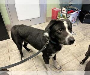 Borador Dogs for adoption in Grand Prairie, TX, USA