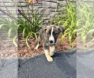 Mutt Dogs for adoption in Sterling, MA, USA