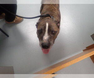Mutt Dogs for adoption in St. Cloud, FL, USA