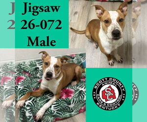 Mutt Dogs for adoption in Georgetown, KY, USA