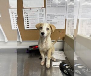 Australian Retriever Dogs for adoption in Bolivar, MO, USA