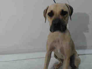 Black Mouth Cur Dogs for adoption in Orlando, FL, USA