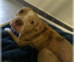 Catahoula Leopard Dog-Unknown Mix Dogs for adoption in Sanford, FL, USA
