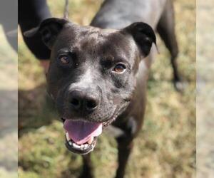 American Pit Bull Terrier Dogs for adoption in St Louis, MO, USA