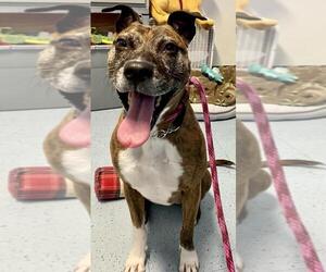 Bullboxer Pit Dogs for adoption in Manahawkin, NJ, USA
