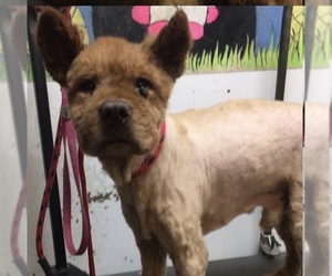 Chow Chow Dogs for adoption in Stroudsburg, PA, USA