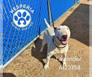 Bull Terrier Dogs for adoption in HESPERIA, CA, USA