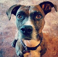 Bullboxer Pit Dogs for adoption in Peoria, AZ, USA