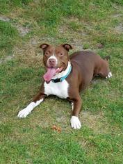 American Staffordshire Terrier-Unknown Mix Dogs for adoption in Washougal, WA, USA