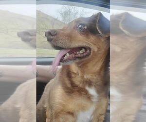 Beagi Dogs for adoption in Pottstown, PA, USA