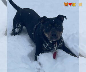 American Staffordshire Terrier-Unknown Mix Dogs for adoption in Center Township, PA, USA
