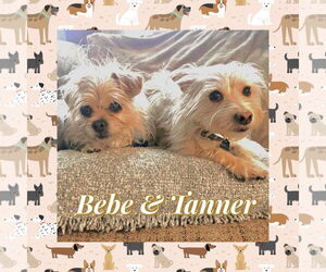 Mutt Dogs for adoption in Littleton, CO, USA