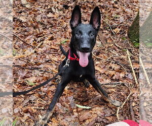 Mutt Dogs for adoption in Stevens Point, WI, USA