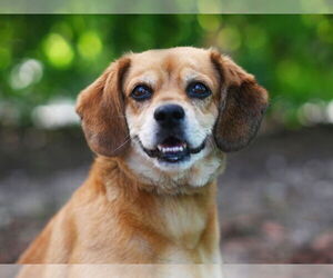 Beagle-Unknown Mix Dogs for adoption in Tavares, FL, USA