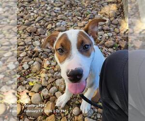 Labrador Retriever-Unknown Mix Dogs for adoption in San Antonio, TX, USA