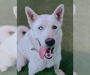 German Shepherd Dog Dogs for adoption in Sacramento, CA, USA