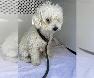 Poodle (Miniature) Dogs for adoption in Santa Rosa, CA, USA