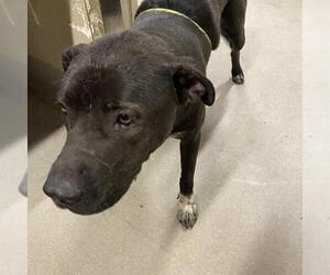 American Pit Bull Terrier-Unknown Mix Dogs for adoption in Modesto, CA, USA