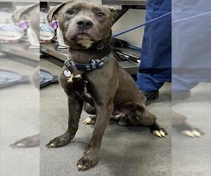 Mutt Dogs for adoption in Forestville, MD, USA